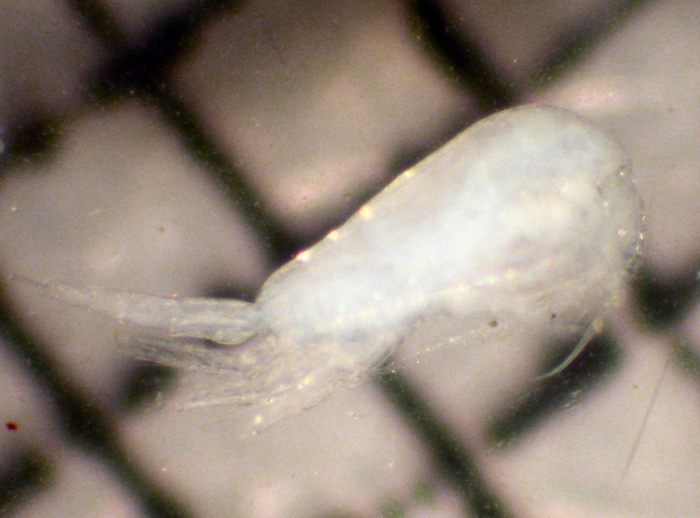 Metridia Metridia