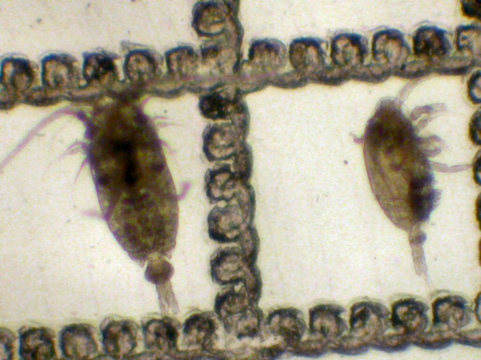 Microcalanus pygmaeus and M. pusillus Microcalanus pygmaeus and M. pusillus