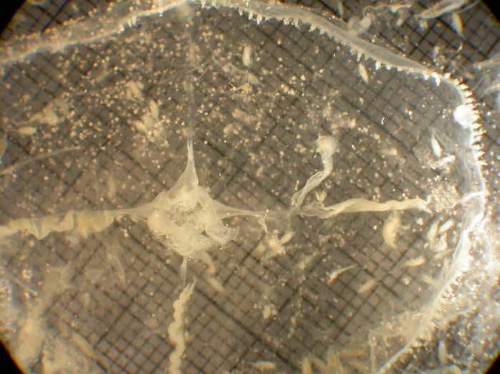 Mitrocoma cellularia Mitrocoma cellularia