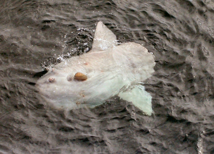 Mola Mola