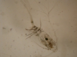 Mormonilla phasma, author: Fisheries and Oceans Canada, Moira Galbraith