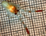 Decapoda