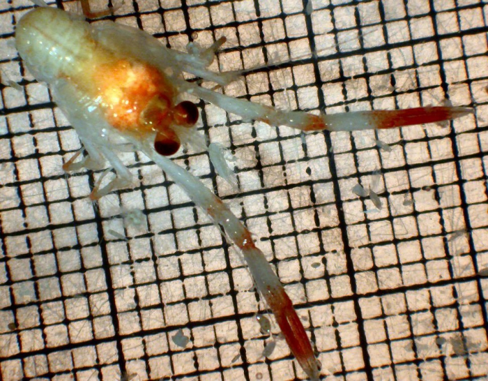 Munida quadrispina Munida quadrispina