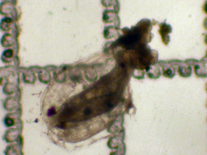 Nanomia Nanomia