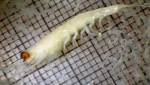 Crustaceans