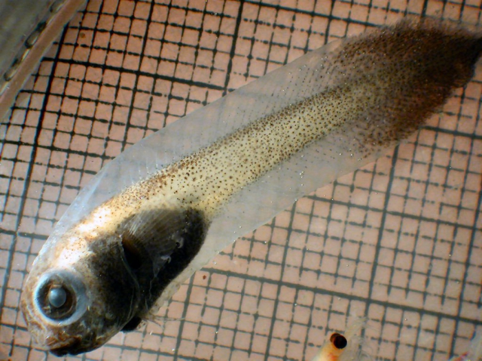 Nectoliparis Nectoliparis