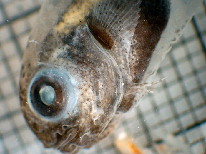 Nectoliparis Nectoliparis