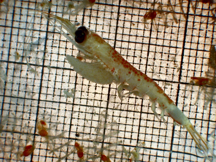 Nematoscelis difficilis Nematoscelis difficilis