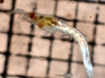 Nematoscelis difficilis, author: Fisheries and Oceans Canada, Moira Galbraith