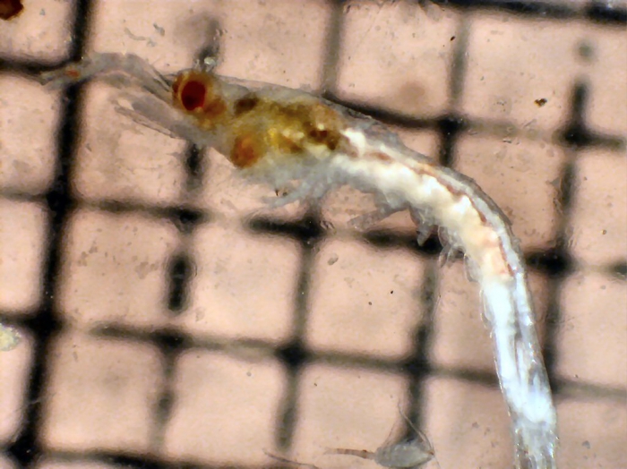 Nematoscelis difficilis Nematoscelis difficilis
