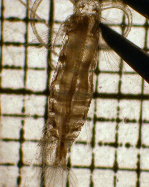 Neocalanus cristatus