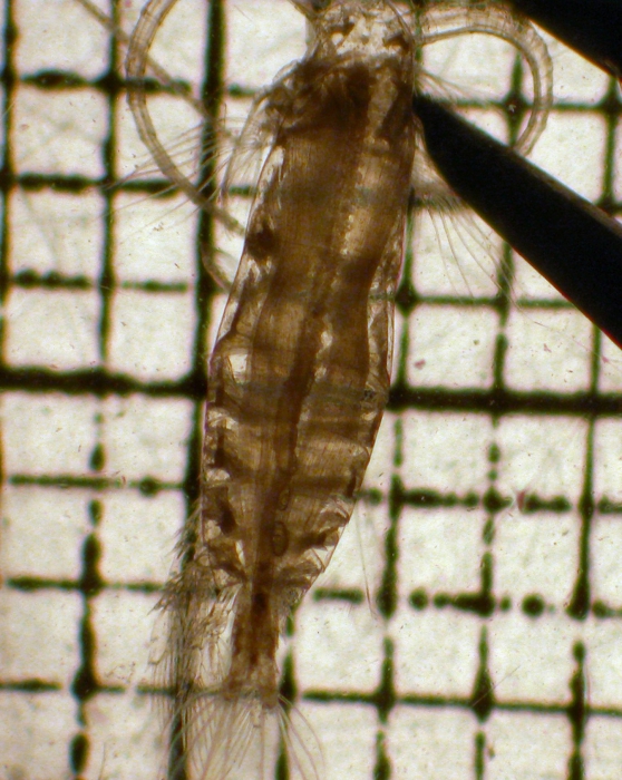 Neocalanus cristatus Neocalanus cristatus