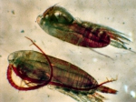 Copepoda
