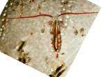 Neocalanus plumchrus
