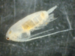 Copepoda