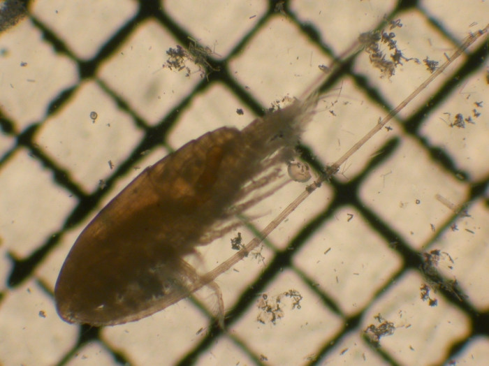 Neocalanus robustior Neocalanus robustior