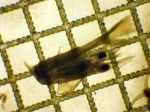 Neotrypaea