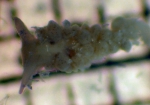 Nudibranch