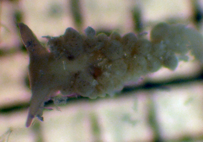 Nudibranchia Nudibranchia