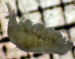 Nudibranch