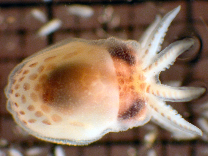 Octopus Octopus