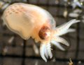 Cephalopoda