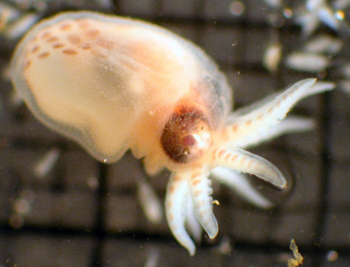 Octopus Octopus