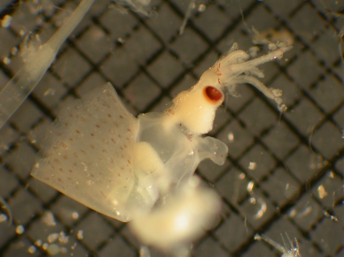 Octopoteuthis Octopoteuthis