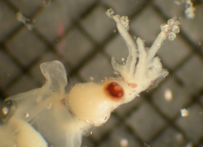Octopoteuthis Octopoteuthis