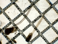 Appendicularia