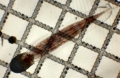 Appendicularia