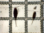 Crustaceans