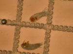 Copepoda