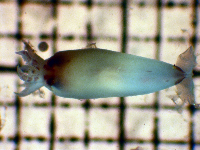 Onychoteuthis Onychoteuthis