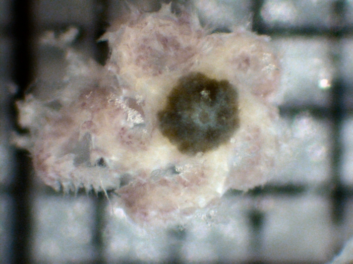 Ophiuroidea Ophiuroidea