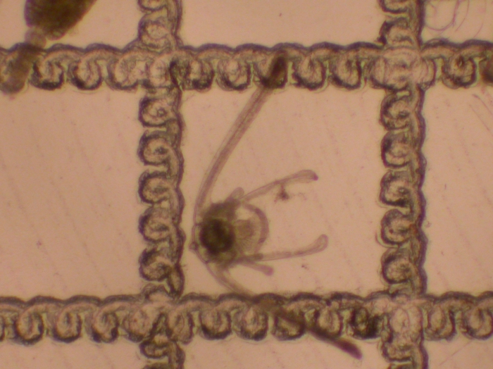 Ophiuroidea Ophiuroidea