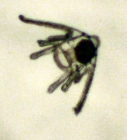 Ophiuroidea