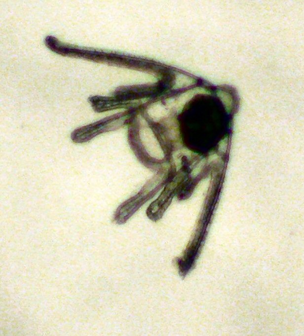Ophiuroidea Ophiuroidea