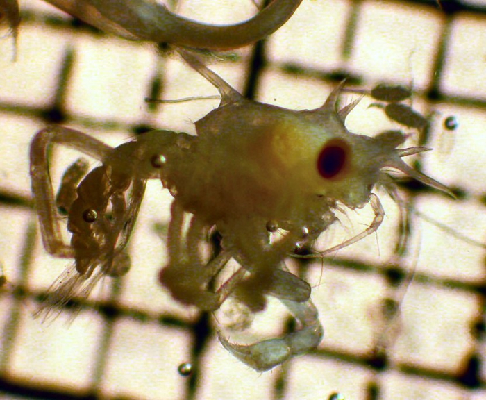 Oregonia gracilis Oregonia gracilis