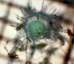 Phaeodarea
