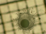 Phaeodarea