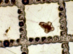 Polychaetes