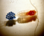 Paraeuchaeta elongata, author: Fisheries and Oceans Canada, Moira Galbraith