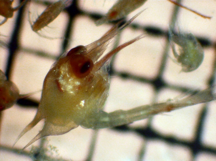 Paguridae Paguridae