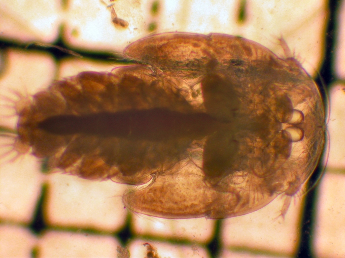 Pandaridae Pandaridae