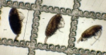 Copepoda