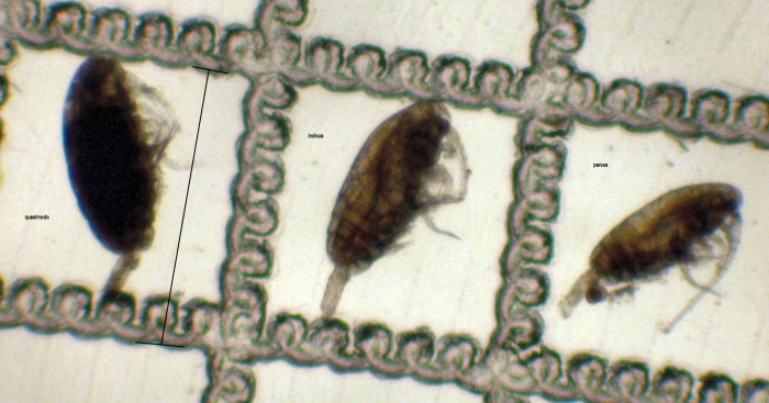Paracalanus Paracalanus