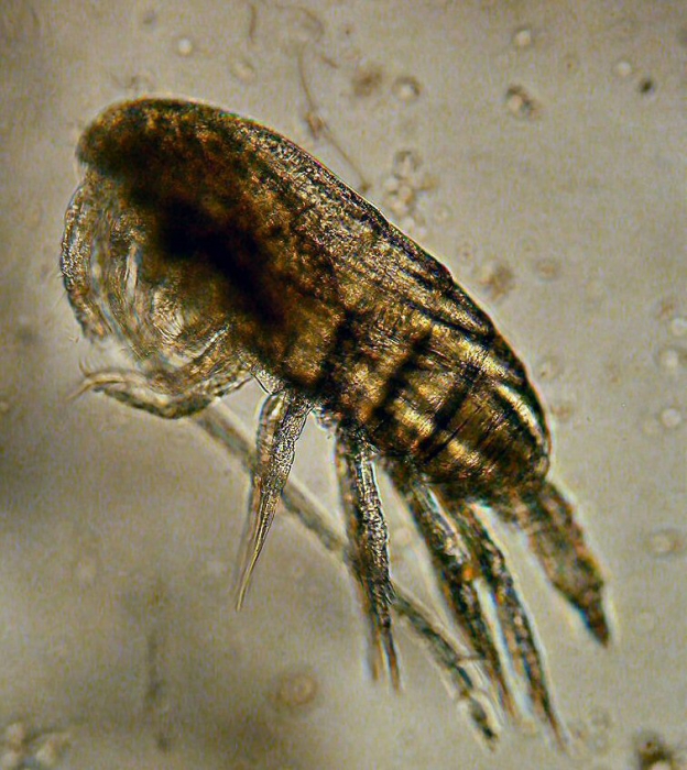 Paracalanus parvus Paracalanus parvus
