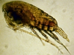 Paracalanus quasimodo, author: Fisheries and Oceans Canada, Moira Galbraith