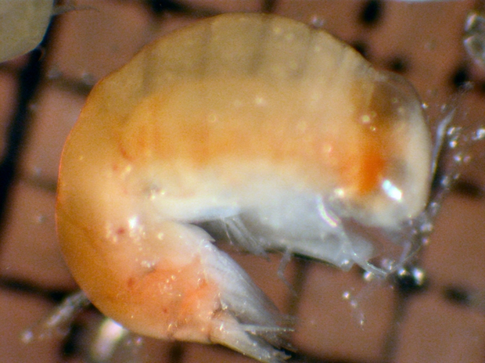 Parascelidae Parascelidae